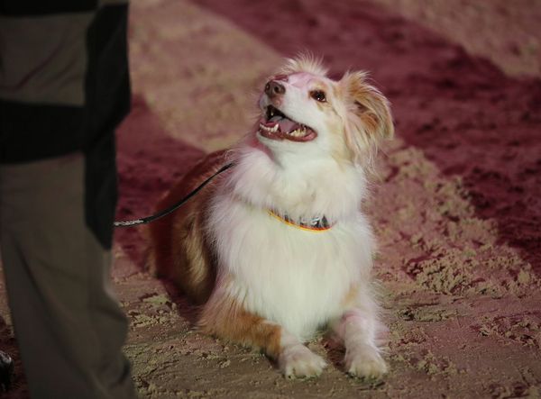 Dog-Agility-Show 
